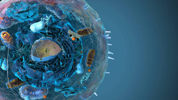 istock Organelles inside Eukaryote, focus on golgi apparatus - 3d illustration 1768824945