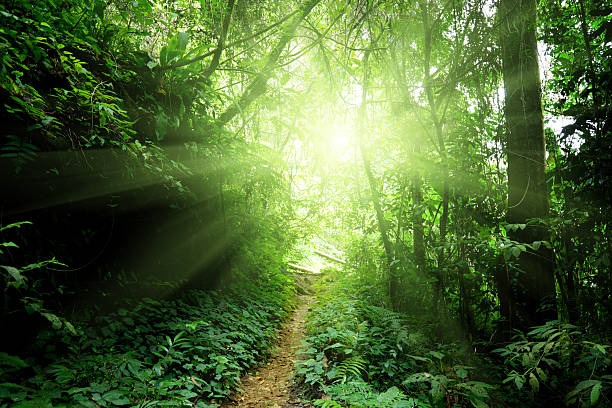 istock A path cut in the jungle of Malaysia 176882496