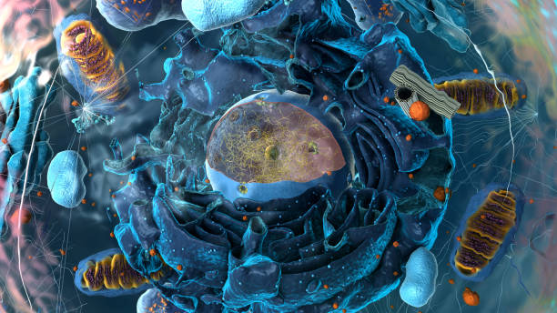 istock Organelles inside Eukaryote, focus on golgi apparatus - 3d illustration 1768825495