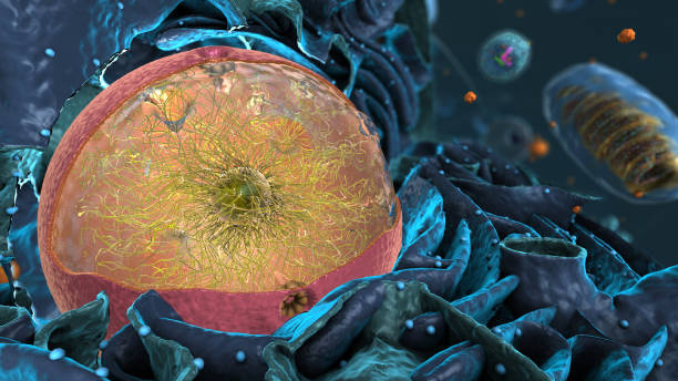 istock Organelles inside Eukaryote, focus on golgi apparatus - 3d illustration 1768826056