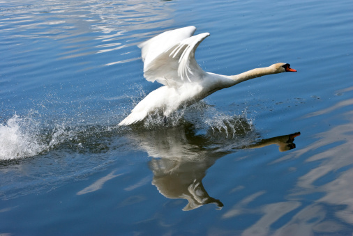 A male Mute Swan (Cygnus olor) just taking off from the lake in Mote Park, Maidstone, Kent, UK and creating a reflection in the still water. The white of the swan contrasting perfectly against the blue of the lake.