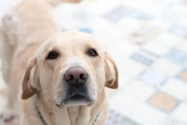 Selective focus on the camera gaze of an adult sand-colored Labrador retriver.