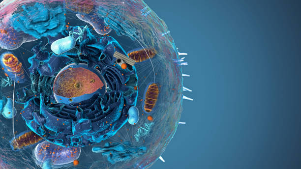 istock Organelles inside Eukaryote, focus on golgi apparatus - 3d illustration 1768827149