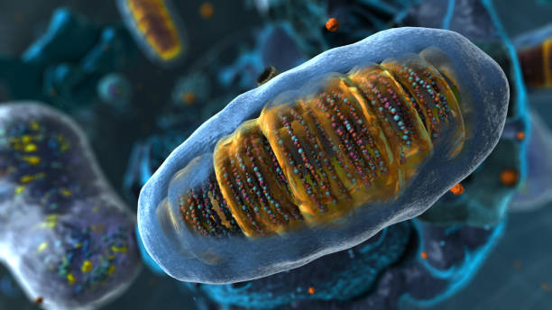 istock Organelles inside Eukaryote, focus on golgi apparatus - 3d illustration 1768827188