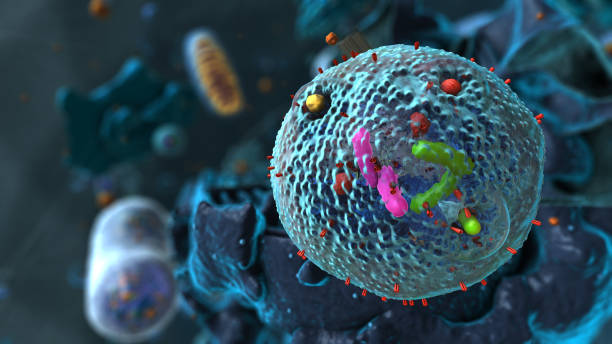 istock Organelles inside Eukaryote, focus on golgi apparatus - 3d illustration 1768827718