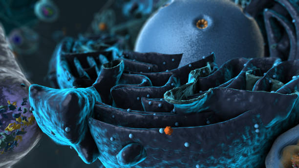 istock Organelles inside Eukaryote, focus on golgi apparatus - 3d illustration 1768827758