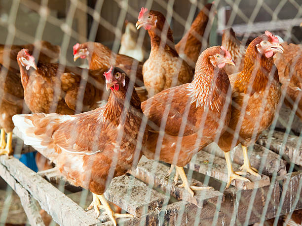 istock Red chicken in country side farm 176882822