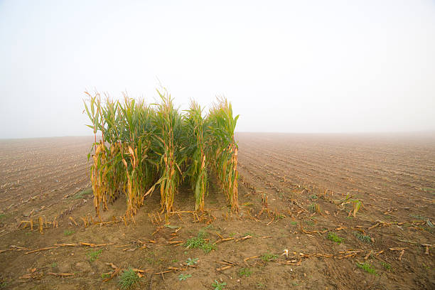 hileras de plantas de maíz restantes - morning cereal plant fog corn crop fotografías e imágenes de stock