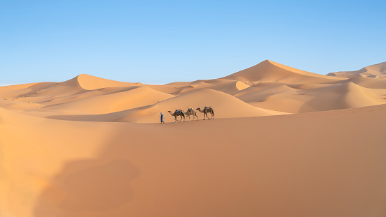 Sahara Desert, Morocco - 13 September 2022: Berber men leading a camel caravan across sand dunes