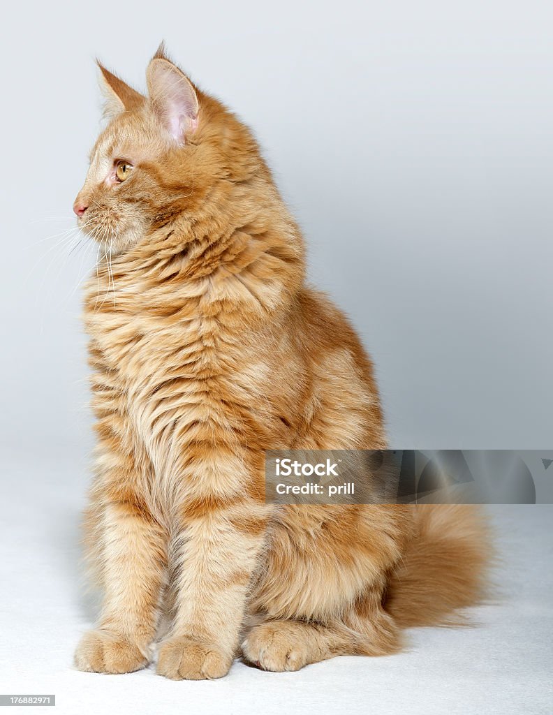 maine Coon Chaton - Photo de Animal mâle libre de droits