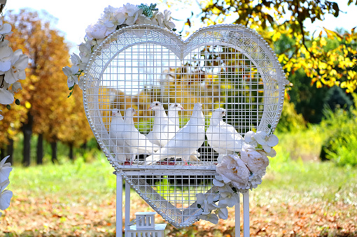 White doves for a wedding event. White checkered with flowers. Outdoors. Wedding decorations.