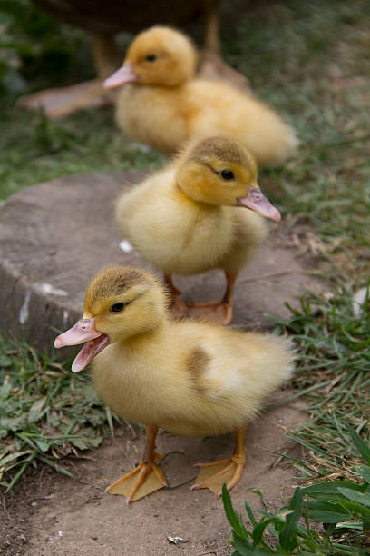 Three Little Ducks stock photo