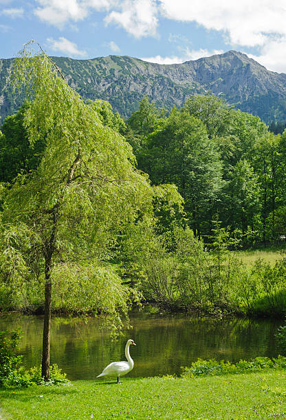 istock white swan with beautiful lake scenery in Europe. 176883330