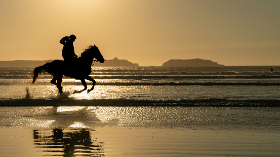 Grey horse runs in the water of the blue sea