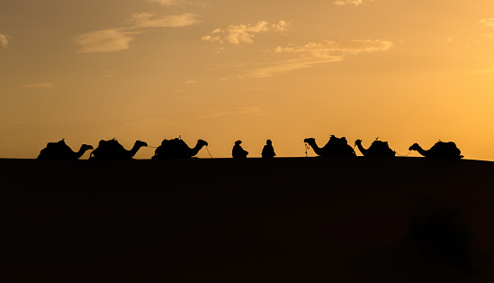 Silhouette of two Berber men sitting with camel caravans on sand dunes during sunset in Sahara Desert, Morocco