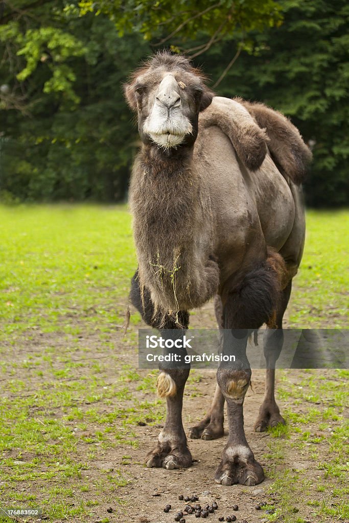 camel - Photo de Animaux à l'état sauvage libre de droits