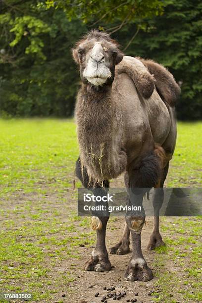 Photo libre de droit de Camel banque d'images et plus d'images libres de droit de Animaux à l'état sauvage - Animaux à l'état sauvage, Bosse, Chameau