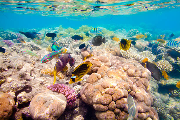 istock Tropical Coral Reef. Red sea 176883514