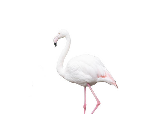istock European pink flamingo 1768835578