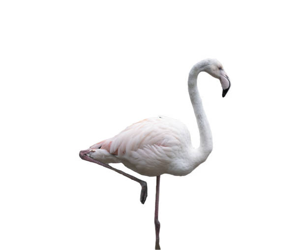 istock European pink flamingo 1768835599