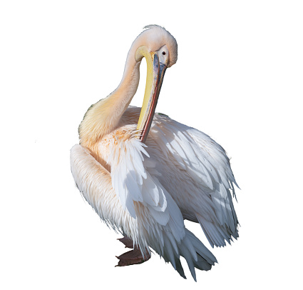 A pelican on a transparent background
