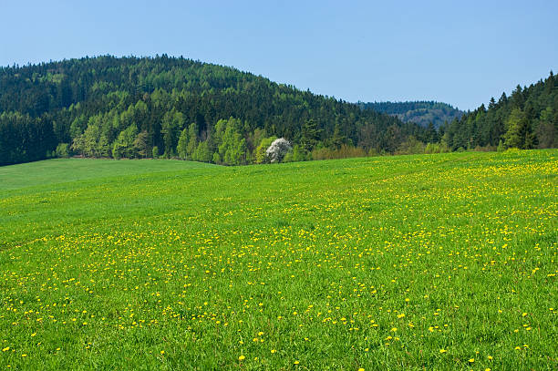 scena primavera e foresta e colline - poland rural scene scenics pasture foto e immagini stock