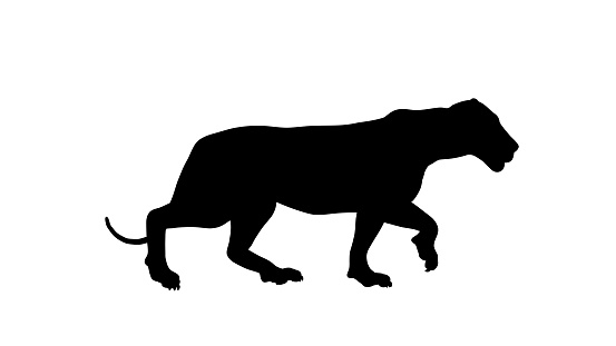 An animated lion walking on a white background can be visually captivating and dynamic. The white background provides a stark contrast to the lion's majestic and graceful movement.