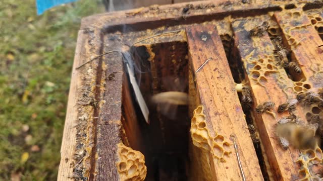 application of medicinal product against mites in the hive. ignited strand of paper with the active ingredient drips off and is allowed to burn out in smoke between the frames with brood bee larvae