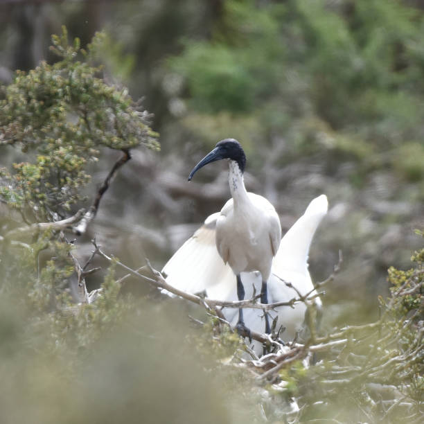 istock Colony of Australian white ibis (Threskiornis molucca) 1768840833