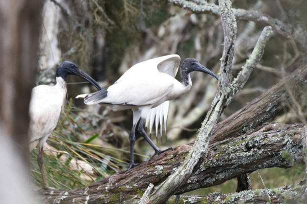 istock Colony of Australian white ibis (Threskiornis molucca) 1768841211