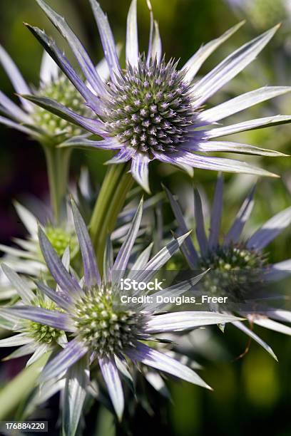 Thistleseryngium Foto de stock y más banco de imágenes de Azul - Azul, Belleza de la naturaleza, Borde