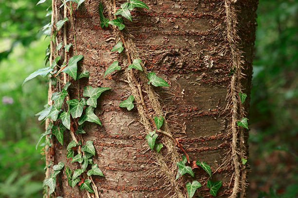 Ivy plant "Ivy plant on a wild cherry tree in the mixed forest, Saarland - Germany, Adobe RGB , 3 images stitched" ivy tree bark wood stock pictures, royalty-free photos & images