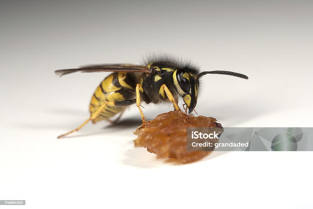 Vespa mangiare un pezzo di frutta - Foto stock royalty-free di Tipo di cibo