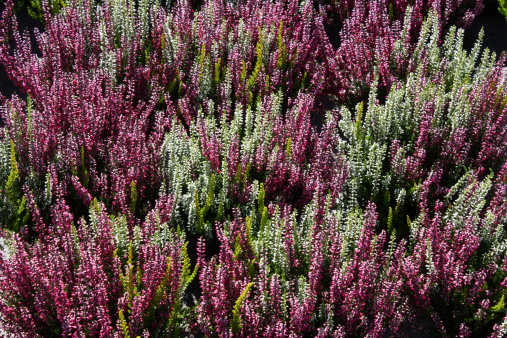 Beautiful heather in blossom