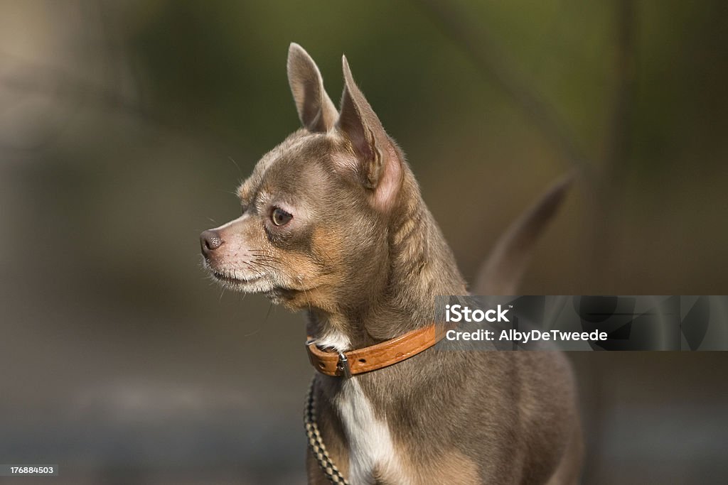 Chihuahua - Photo de Adulte libre de droits