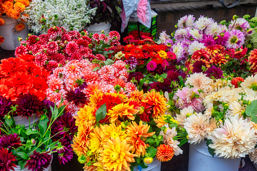 Colorful background of garden flowers, top view.