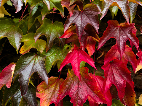 A close-up of growing Boston Ivy growing up a wall, the leaves are changing colour from green to red.