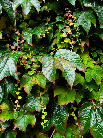 A close-up of growing green Boston Ivy. The leaves are starting to turn colour from the edged inwards.