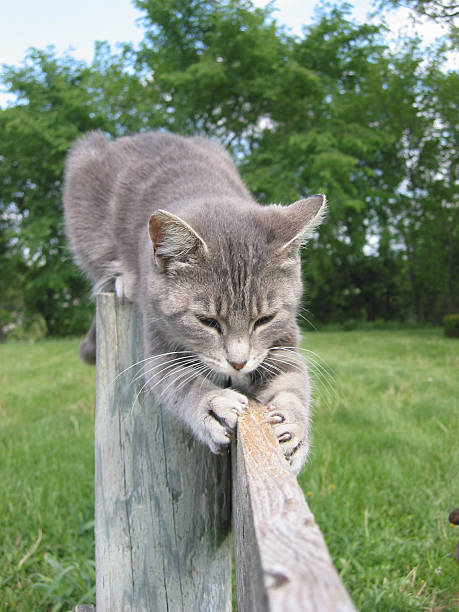 Cat Vs Post 60+ Domestic Cat Wooden Post Fence Farm Stock Photos, Pictures ...