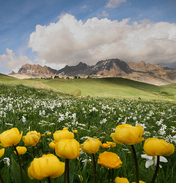 istock sea of flowers 176884801