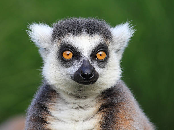 retrato de primer plano de lémur catta (anillo lémur de cola), el zoológico de la ciudad de praga - jardín zoológico de praga fotos fotografías e imágenes de stock