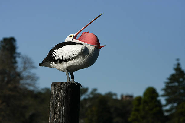 дренирующие и airing счет - pelican beak open bird стоковые фото и изображения