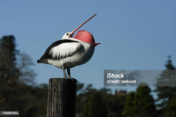 Дренирующие И Airing Счет — стоковые фотографии и другие картинки Австралийский Pelican - Австралийский Pelican, Большой, Взрослый
