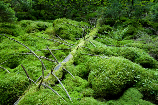 magical fairy-tale forest where the fairies hide small