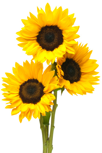 Three sunflowers in tight bundle isolated on white