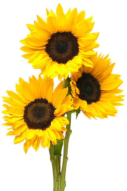 Sunflowers in Bundle Isolated on White Three sunflowers in tight bundle isolated on white sunflower photos stock pictures, royalty-free photos & images