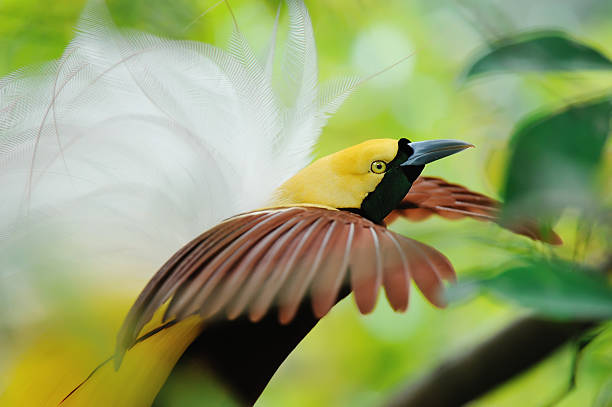 Close up color image depicting an arrangement of colorful, rare and extinct birds on display. The plumage and feathers of the birds are of an array of beautiful and bright colors.