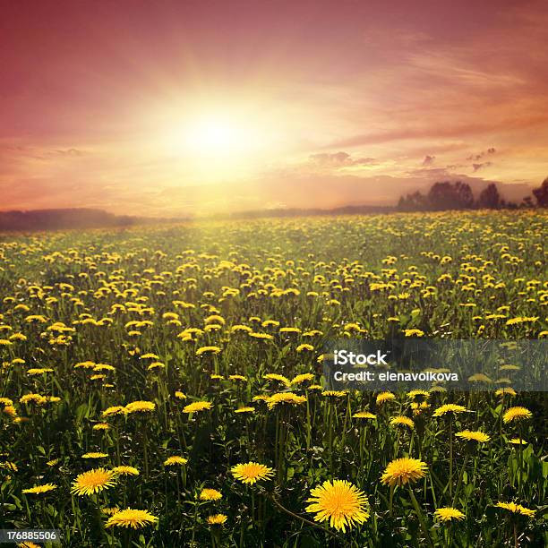 Pole Dandelions O Zachodzie Słońca - zdjęcia stockowe i więcej obrazów Bez ludzi - Bez ludzi, Chmura, Ciemny