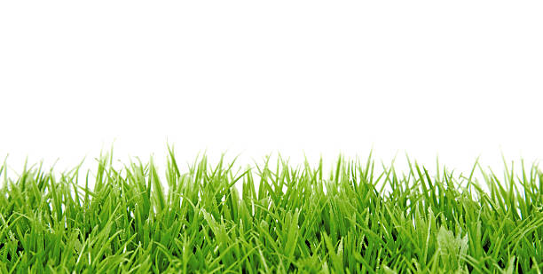 istock Green grasses on a white background 176885517