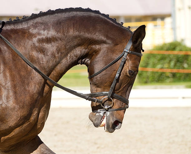 istock dressage horse 176885566